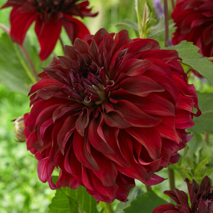 Dahlia Dekorative Spartacus 1-pack